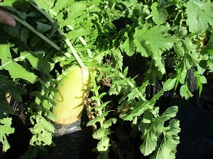 IMG_7296 IMG_7296