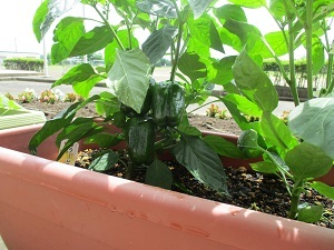 IMG_0445 IMG_0445