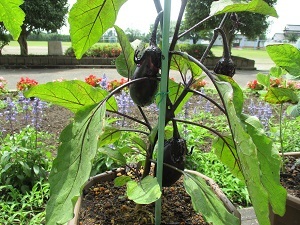 IMG_0447 IMG_0447