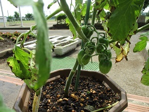 IMG_0446 IMG_0446