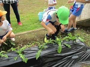 IMG_2617 IMG_2617