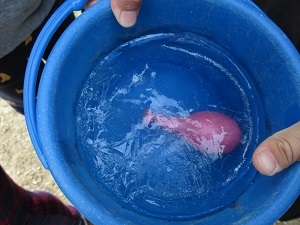 IMG_4615 IMG_4615