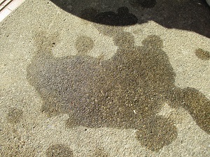 IMG_5161 IMG_5161