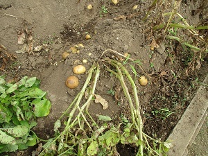 IMG_6976 IMG_6976