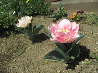 IMG_0336 IMG_0336