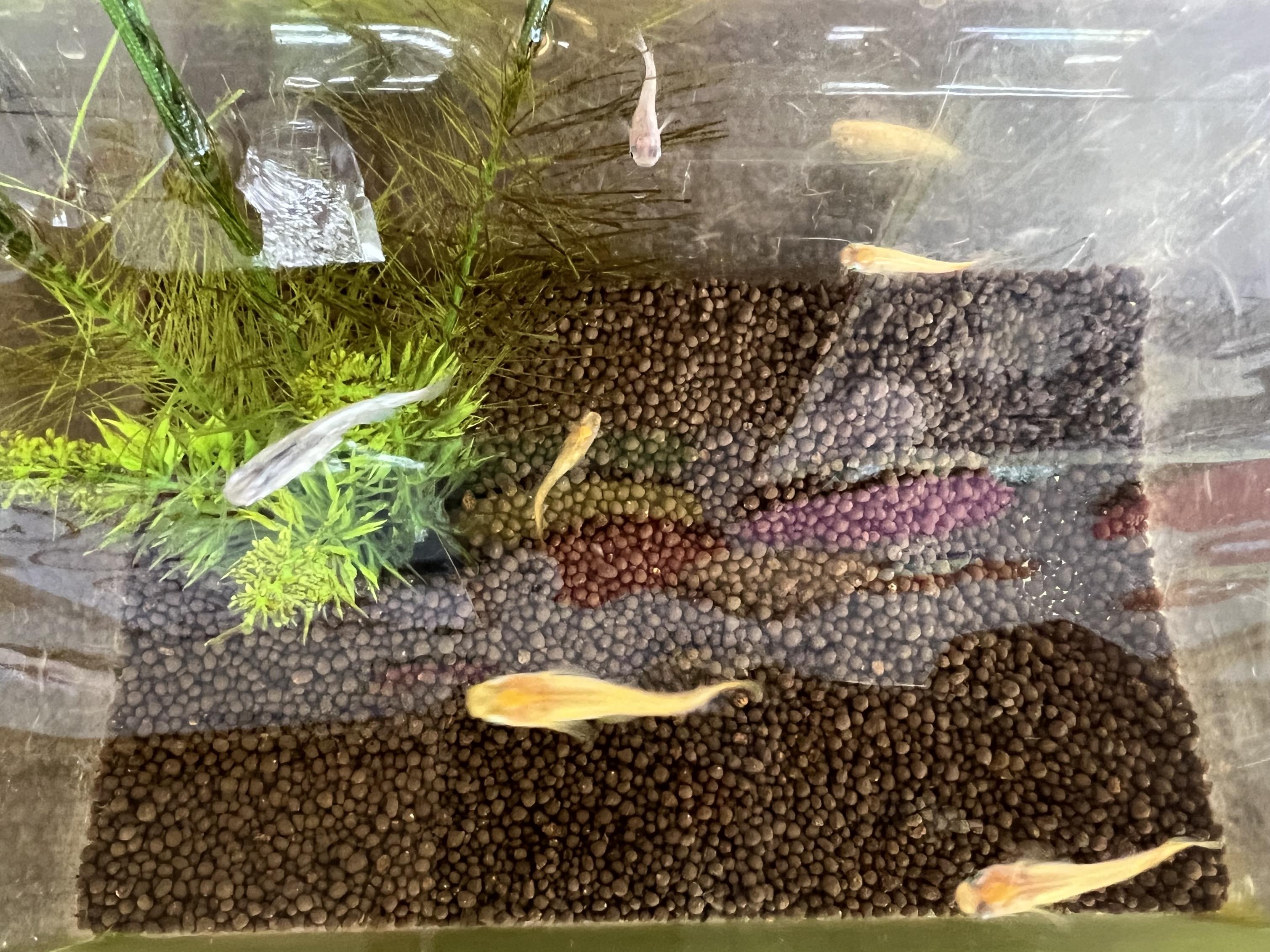 🐟 🐟