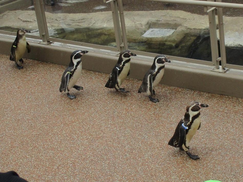 よちよち🐾 よちよち🐾