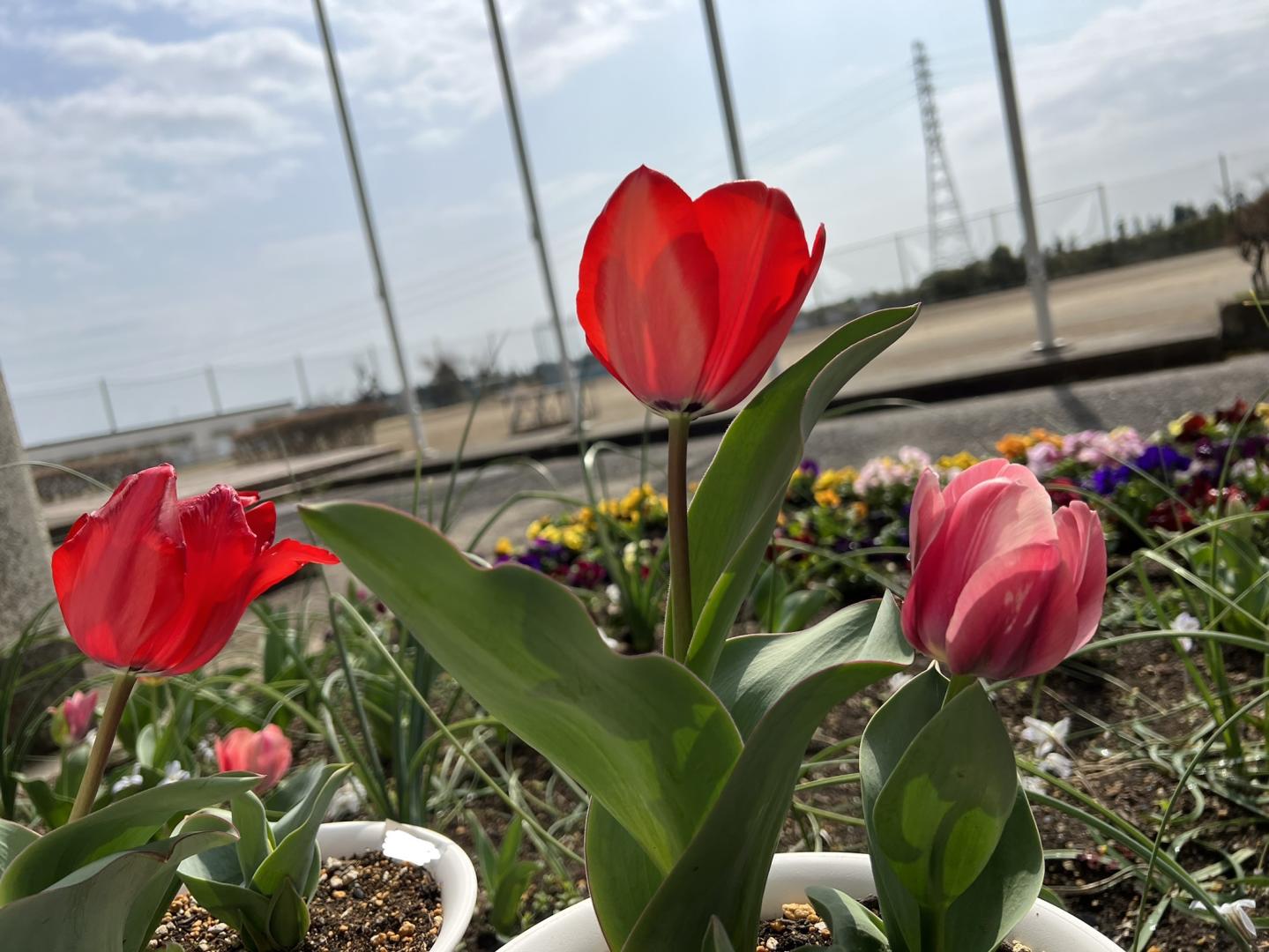 🌷