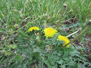 IMG_1889 IMG_1889