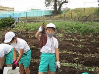 サツマイモ掘りの様子(4)