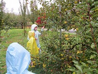 雨の中のリンゴ狩り2
