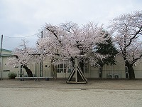 校庭の桜は満開です