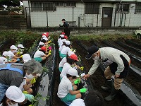 苗植えの様子1