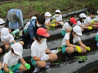 苗植えの様子2