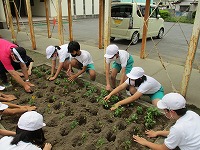 みんなで色を揃えて植えました