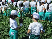 除草作業1
