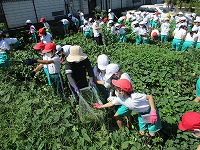 除草作業3 除草作業3