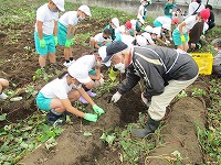 サツマイモ収穫1