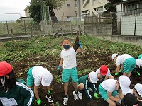 サツマイモ収穫2