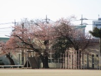 桜