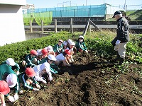 サツマイモ掘りの様子