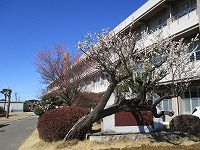 梅の花1