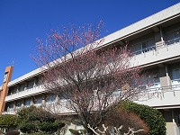 梅の花2