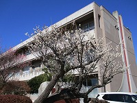 梅の花3 梅の花3