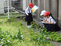 日陰に近いところにあるタンポポ