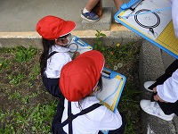 渡り廊下近くにあるタンポポ