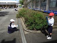 花壇の観察 花壇の観察