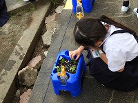 伸び方調査中 伸び方調査中