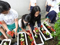 サルビア植え替え