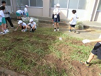 ジャガイモ畑の除草