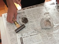 植物の葉の化石が発見できました！
