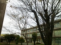 葉が散っていた樹木もあります