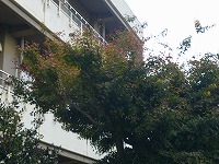 モミジも少しずつ紅葉が見られます モミジも少しずつ紅葉が見られます