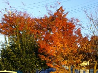 遅ればせながらの紅葉
