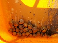 収穫できたジャガイモは植えたら育つかな？