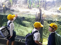 川の生物の様子