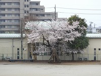 桜 桜