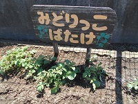 じゃがいも じゃがいも