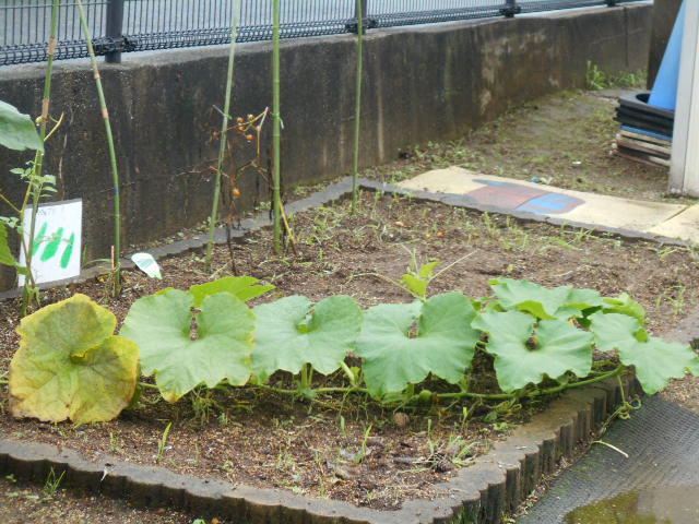 かぼちゃ (1) かぼちゃ (1)