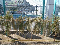 DSCN0505 DSCN0505