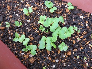 IMG_0565 IMG_0565