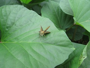 IMG_0059