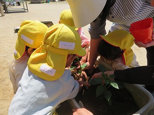 IMG_0531(1) IMG_0531(1)