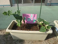 IMG_2246 IMG_2246