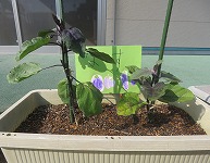 IMG_2247 IMG_2247