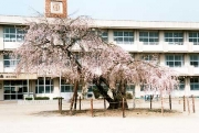  黄門様お手植え桜